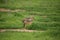 Jackal wild dangerous mammal africa savannah Kenya