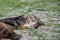 Jackals fighting for a buffalo carcass