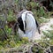 Jackass or Black-footed penguin (Spheniscus demersus) on Boulders Beach in Cape Town : (pix Sanjiv Shukla)