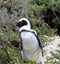 Jackass or Black-footed penguin (Spheniscus demersus) on Boulders Beach in Cape Town : (pix Sanjiv Shukla)