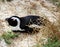 Jackass or Black-footed penguin (Spheniscus demersus) on Boulders Beach in Cape Town : (pix Sanjiv Shukla)