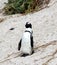 Jackass or Black-footed penguin (Spheniscus demersus) on Boulders Beach in Cape Town : (pix Sanjiv Shukla)