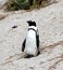 Jackass or Black-footed penguin (Spheniscus demersus) on Boulders Beach in Cape Town : (pix Sanjiv Shukla)