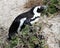 Jackass or Black-footed penguin (Spheniscus demersus) on Boulders Beach in Cape Town : (pix Sanjiv Shukla)