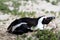 Jackass or Black-footed penguin (Spheniscus demersus) on Boulders Beach in Cape Town : (pix Sanjiv Shukla)