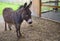 Jackass mule donkey country farming agriculture animal enclosure rural