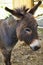 Jackass mule donkey head country farming agriculture animal enclosure rural