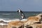 Jackass Penguin or African Penguin, spheniscus demersus, Adult Jumping from Rock, Betty`s Bay in South Africa