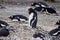 Jackass penguin colony in south america