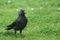 Jackdaw