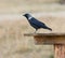 Jackdaw