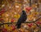 Jackdaw bird