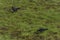 Jackdaw bird with black feathers in green dry spring grass in sunny day