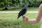 jackdaw bird held by a woman