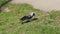 Jackdaw bird looking for food