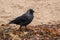 Jackdaw Bird on a Sandy and Seaweed Beach