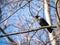 A jackdaw bird is sitting on a tree branch. blur background