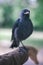 jackdaw bird standing on man's arm