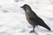 The jackdaw bird stands on white snow and looks ahead.