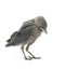 Jackdaw bird on a white background