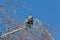 Jackdaw birds watching the sun in winter