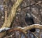 Jackdaw on a branch