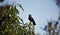 Jackdaw collecting sweet chestnuts from a tree