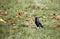 Jackdaw collecting sweet chestnuts from a tree