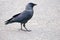 Jackdaw - Coloeus monedula