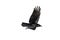 Jackdaw Coloeus monedula crow