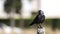 Jackdaw on Concrete Post