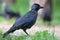 Jackdaw Corvus monedula