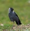 Jackdaw (Corvus monedula