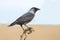 The Jackdaw (Corvus monedula)
