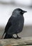 Jackdaw - Corvus monedula