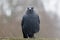 Jackdaw (Corvus monedula) in the rain