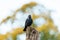 Jackdaw (Corvus monedula) on top of a tree stump, taken in the UK