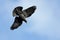 Jackdaw crow in flight against blue sky