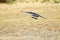 A jackdaw in flight carrying a stick