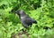 Jackdaw in a grass