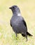 Jackdaw on grass in Oryol Russia