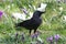 Jackdaw in grass between white and purple crocus flowers