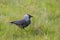 Jackdaw in grassland