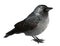 Jackdaw ,Latin: Coloeus monedula, syn. Corvus monedula -bird, one of the smallest representatives of the Vranov family