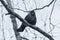 The jackdaw looks closely at the photographer in the eye