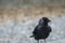 A Jackdaw looks for food