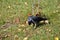 A jackdaw looks for food in grass.