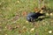 A jackdaw looks for food in grass.