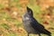 Jackdaw looks to the sky with a raised beak