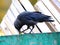 Jackdaw pecks at a grape berry on the edge of a green garbage container